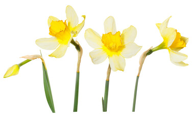 Single isolated yellow flowers Daffodils on white background. Spring season bloom of Jonquil. Blossom of spring flowers narcissus. Celebrating of St. David's Day