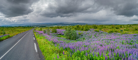 Panoramic view over beautiful flowers of purple Lupin Nootka meadows field and lonely road on Eastern Iceland, early summer and dramatic rainy sky.