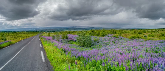 Printed kitchen splashbacks Meadow, Swamp Panoramic view over beautiful flowers of purple Lupin Nootka meadows field and lonely road on Eastern Iceland, early summer and dramatic rainy sky.