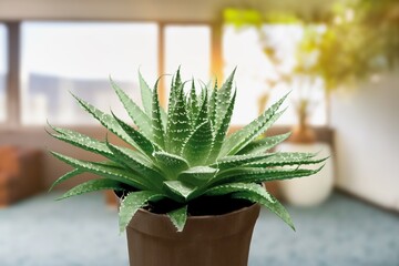 Beautiful green domestic flower plant