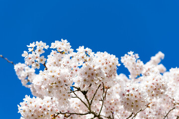 blossom of sakura tree with copy space on blue sky in spring