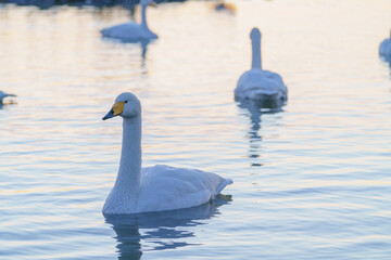北浦 白鳥の里からの日の出と白鳥