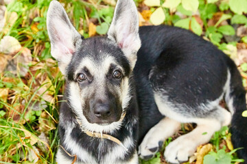 Dog German Shepherd on nature landscape in an autumn or summer day