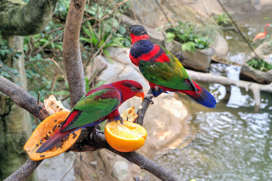 Black-capped Lory perched on a Branched Fruit Feeder