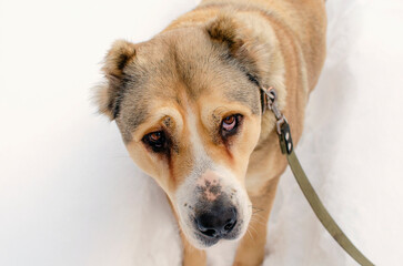 portrait Central Asian Shepherd dog Alabai against the backdrop of white snow