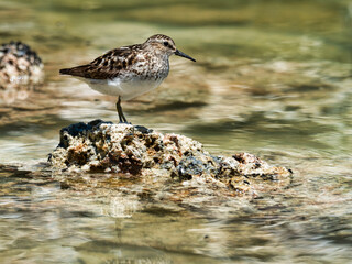 Dunlin bird on the beach, USA
