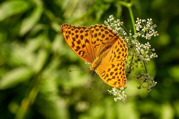 Silver-washed fritillary, a bright orange, black spotted female butterfly, sitting on a tiny white flower. Sunny summer day in nature. Blurry green background.