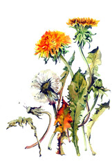 Fototapeta premium image in watercolor on paper, traditional technique. Dandelions