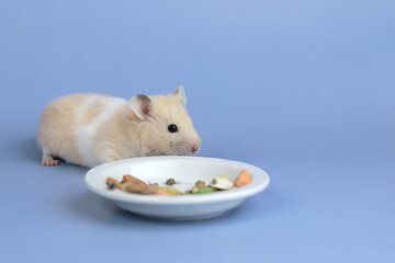 Cute fluffy hamster sneaks up to a plate of food on a blue background