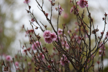 pink flowers in spring
