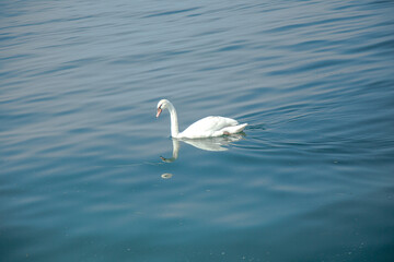 Il cigno nel lago
