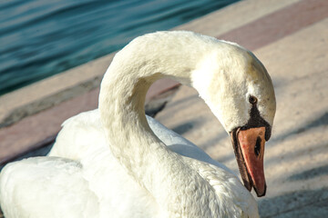 Il cigno