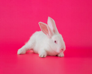 easter white bunny against pink background. adorable surreal modern background