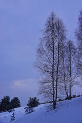 Young birches in a snowy field