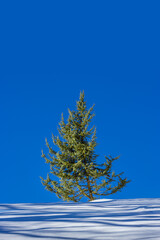 beautiful green conifer in winter on snow with a blue sky	