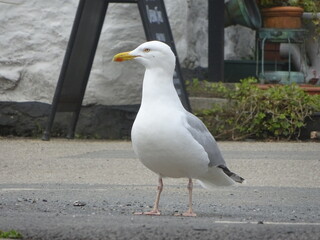 seagull outside the pub
