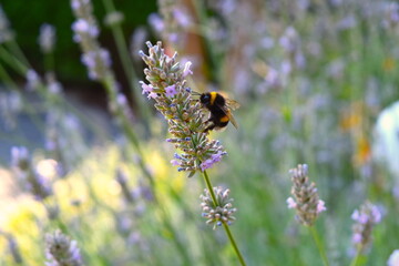 Bee on lavender