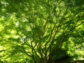 sun rays in the forest