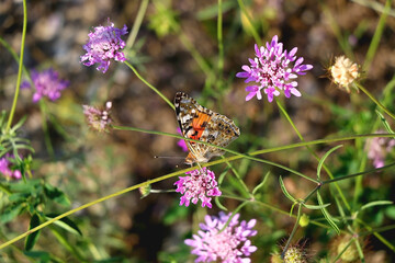 Painted lady butterfly and wildflowers in the meadow. Selective focus.