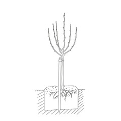 Black outline hand drawing vector illustration of a leafless tree planting with roots in spring isolated on a white background