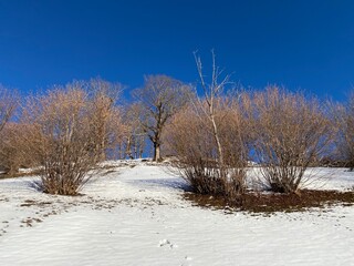 Trees and shrubs on the alpine pastures of the Alpstein mountain range over fresh white snow cover - Alt St. Johann, Switzerland (Schweiz)