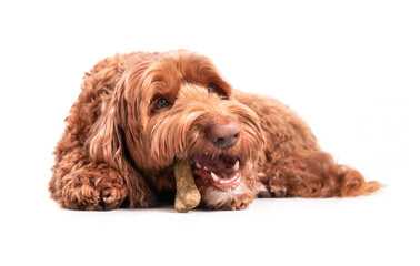 Dog chewing on bone while lying on the floor. Female labradoodle dog with dental chew stick in mouth. White teeth and fangs visible. Concept for dental health treats for dogs. Selective focus. - obrazy, fototapety, plakaty