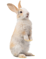Three-colored new-born rabbit standing and looking at the top. Studio shot, isolated on white background