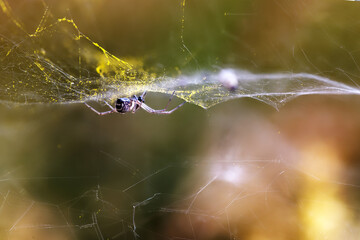 spider focus merge 3