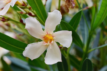 Weiß Oleander Blüte 