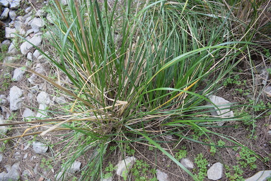 Eukaryotes Bilder Durchsuchen 8,704 Archivfotos, und