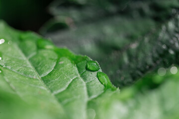 Green leaf with water drop in the garden, close-up