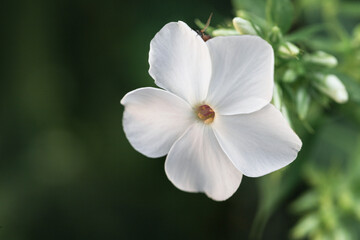 white flower with petals in the garden, close-up