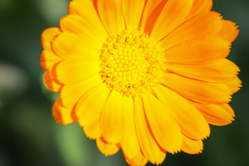 Amazing yellow flower with petals and pollen, macro