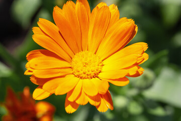 Beautiful colored yellow chamomile flower with petals in the garden, close-up. Summer sunny day