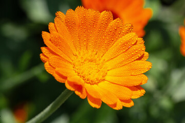 Beautiful colored saturated orange-yellow flower with water drops on petals, close-up
