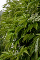 Hojas verdes decorativas