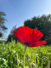 Naklejka premium Mohnblume