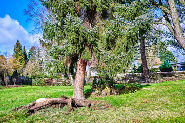 An uprooted and crooked coniferous tree after a heavy storm.