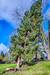 An uprooted and crooked coniferous tree after a heavy storm.
