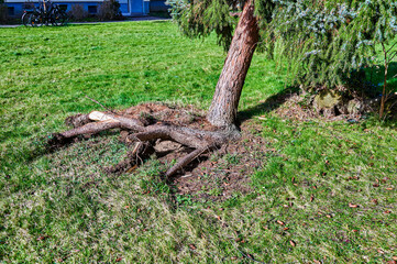 An uprooted and crooked coniferous tree after a heavy storm.