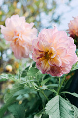 Dahlia flower in the garden. Beautiful flowers. Blooming dahlias