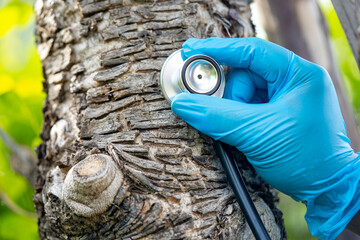 Checking health listening tree nature with stethoscope, biology, ecology, environment, global...