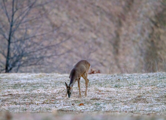 Young roe deer in a frosty morning in mountains of northern Slovenia