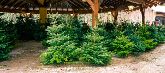 Weihnachtsbaum Verkauf Stand mit vieln Bäumen