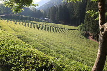 Fototapeta na wymiar Green tea field.