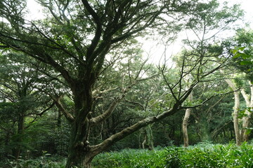 Obraz premium sunlight through the tree