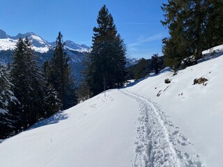 Wonderful winter hiking trails and traces on the slopes of the Alpstein mountain range and in the fresh alpine snow cover of the Swiss Alps - Alt St. Johann, Switzerland (Schweiz)