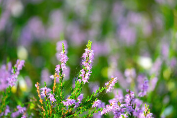 Fototapeta premium Blooming wild pink violet heather flowers in forest at autumn day. Colorful traditional October flower