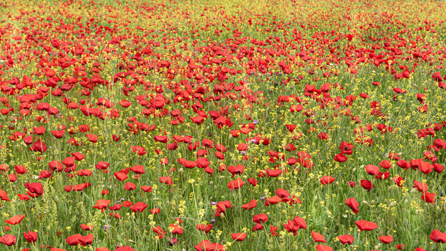 Field of red poppies with contrasting green and yellow of the field in summer..