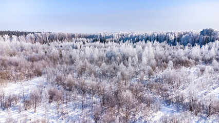 trees after freezing rain